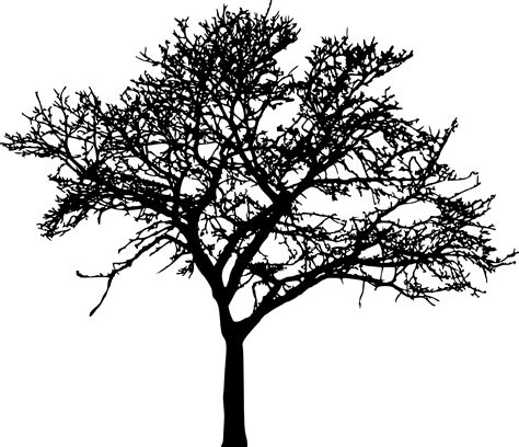 45 Tree Silhouettes PNG Transparent Background | OnlyGFX.com