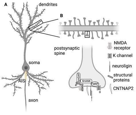 Current Best Practices for Analysis of Dendritic Spine Morphology and Number in ...