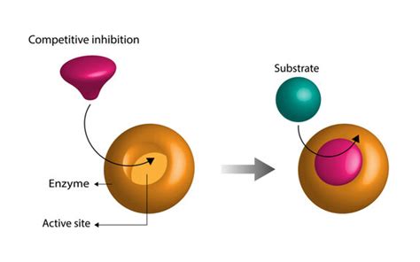 Enzyme Substrate