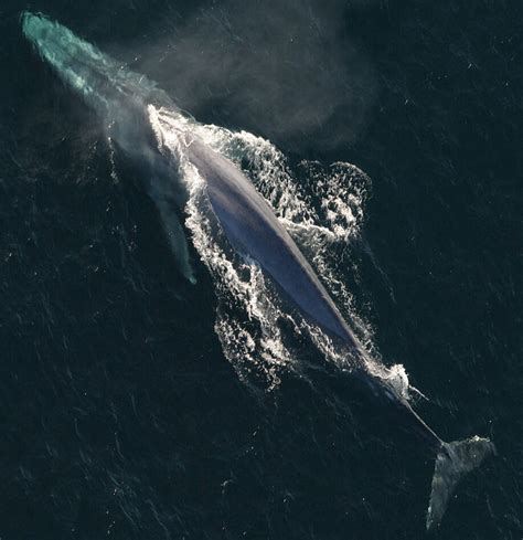 Fin-Blue Hybrids: A New Challenge for Blue Whale Conservation? - Baleines en direct