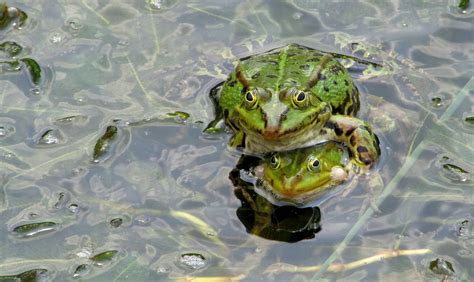 Free picture: amphibian, nature, green frog, green leaf, swamp, animal ...