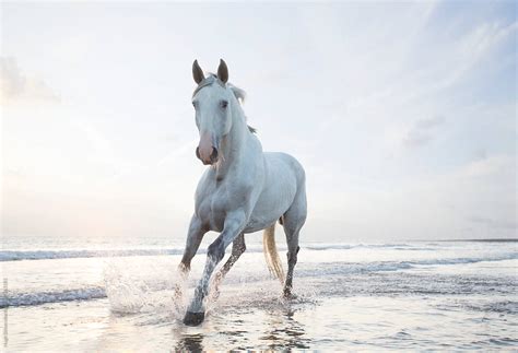 "Horse On The Beach At Sunset." by Stocksy Contributor "Hugh Sitton ...