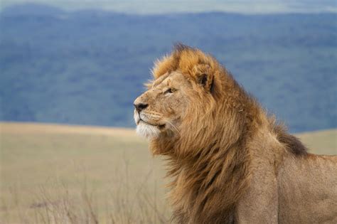 Meeting the lions of Ngorongoro | Rhino Lodge