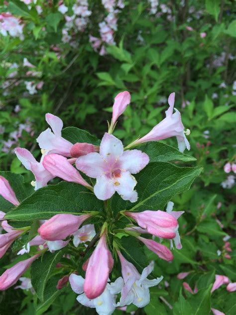 Identification Of Pink Flowering Perennial | Flowers Forums