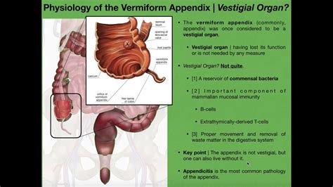 Peyers Patches Anatomy