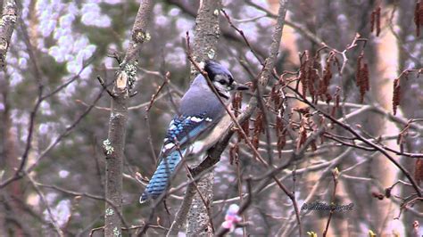 Blue Jay Migration - Lake Superior - Michigan's Upper Peninsula - YouTube