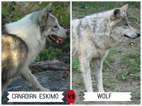 Big Dog Breeds That Look Like Wolves On Sale, 54% OFF | lupon.gov.ph