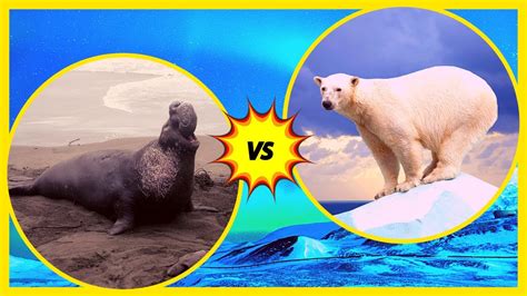 ELEPHANT SEAL vs POLAR BEAR - Who Would Win? - YouTube