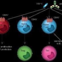 CD70 – CD27 signaling in the tumor-microenvironment. Four different ...