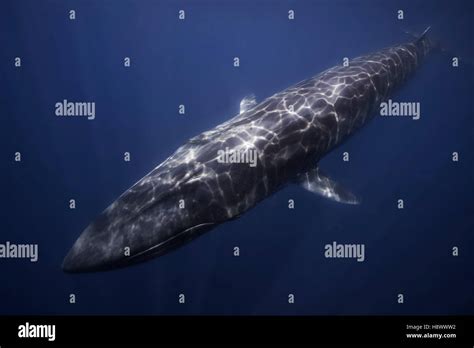 Omura's whale (Balaenoptera omurai) below the surface, Indian Ocean ...