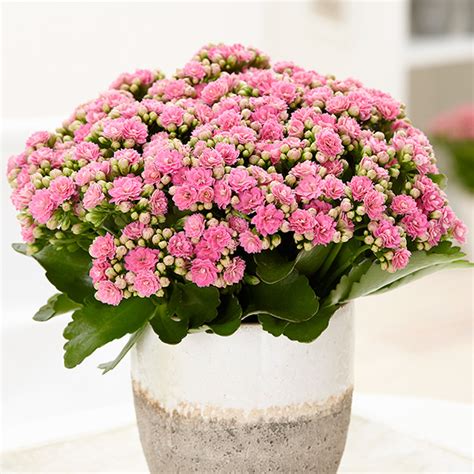 Buy pink flaming katy Kalanchoe 'Piton Pink': Delivery by Crocus