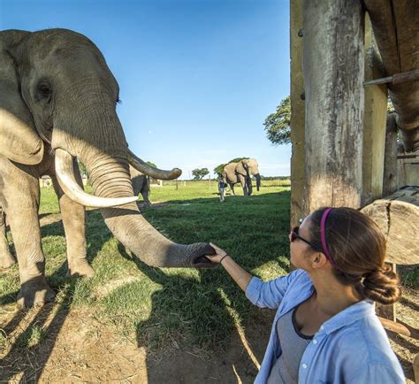 Horse Riding Elephant & Rhino Conservation in Zimbabwe