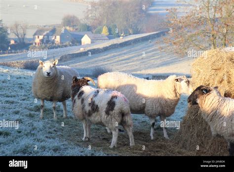 Sheep in the Peak District in Winter Stock Photo - Alamy