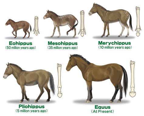 Ancestors Diagram | Quizlet