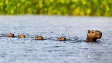 Top more than 55 capybara wallpaper best - in.cdgdbentre