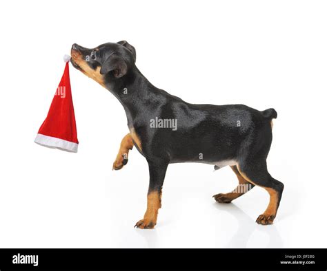 Dog with Santa hat isolated Stock Photo - Alamy