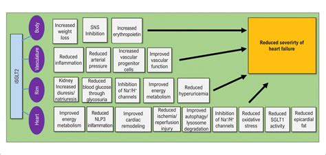 Possible Mechanisms of Action of SGLT2 Inhibitors in Heart Failure - ABC Heart Failure ...