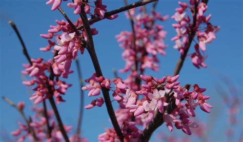 Hearts of Gold Eastern Redbud | Crystal Bridges Museum of American Art