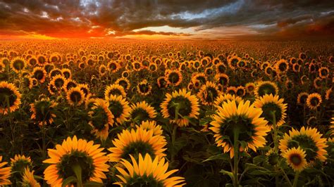 1366x768 Sunflower Field 1366x768 Resolution HD 4k Wallpapers, Images, Backgrounds, Photos and ...