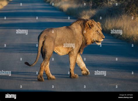 A lion walking across the road in South Africa Stock Photo - Alamy