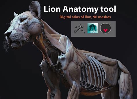 ArtStation - Animal anatomy 3d model | Resources