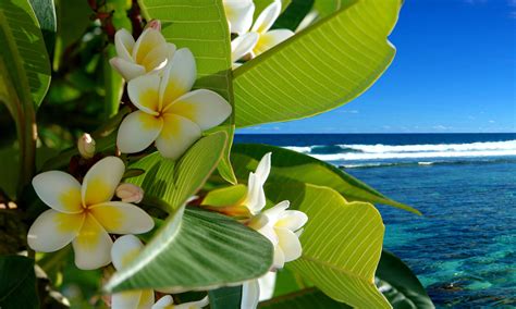 Flowers Tropical Beach Wallpapers - Top Free Flowers Tropical Beach Backgrounds - WallpaperAccess