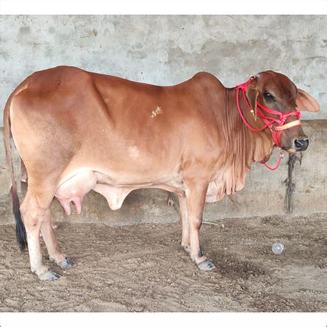 Sahiwal Breed Cow at Best Price in Karanpura, Rajasthan | Rao Ji Dairy Farm