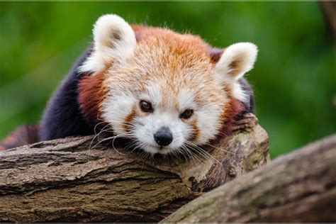 Exploring The Red Panda Spirit Animal: Red Panda Symbolism And Dream ...