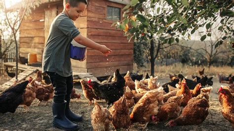Raising backyard chickens: what you need to know - The Westport Club