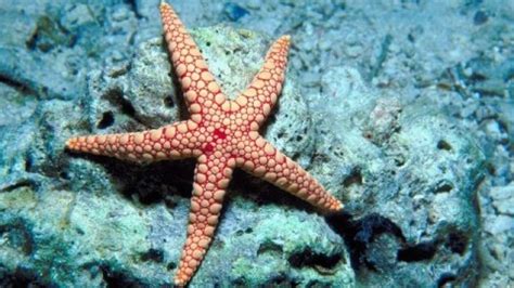 STARFISH: Everything about this astonishing sea creature