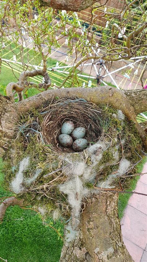 🔥 4 fresh mistle thrush eggs : NatureIsFuckingLit