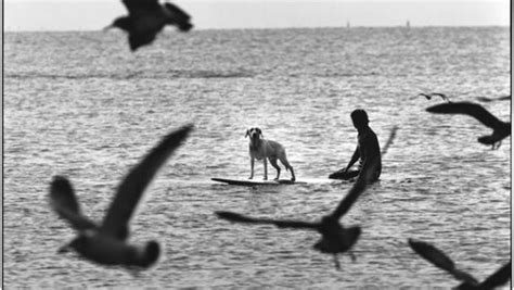 Elliott Erwitt. Dogs | Meer