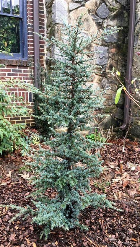 Cedrus atlantica 'Horstmann' | Blue tree landscaping, Trees for front ...