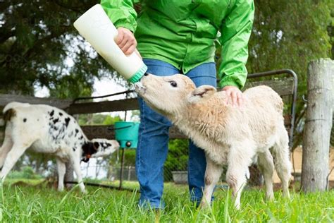 Image of farmer feeding poddy calves - Austockphoto