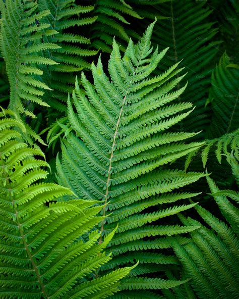 Fern leaves | Nature Stock Photos ~ Creative Market