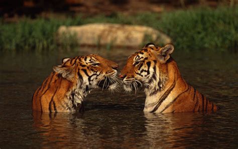 India's tigers come roaring back according to new report | WWF