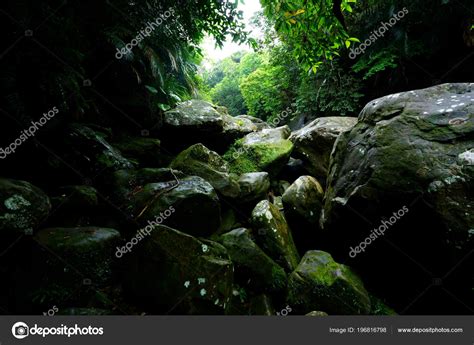 Jungle Iriomote Island – Stock Editorial Photo © makieni777 #196816798