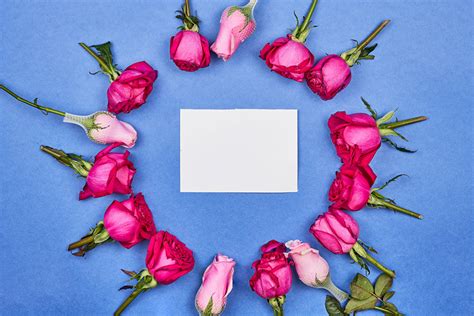 Bilder von Blatt Papier Rosen Blumen Vorlage Grußkarte Farbigen