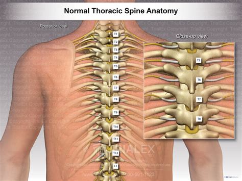 Normal Thoracic Spine Anatomy - TrialExhibits Inc.