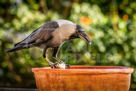 Thirsty crow drinking from water bowl in city in India with green background : Anipixels