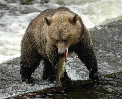 Grizzly Bear Eating the Catch | Grizzly Bear Tours & Whale Watching, Knight Inlet