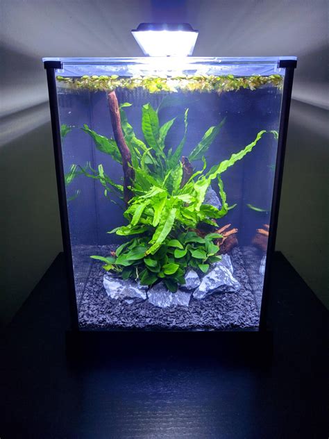 Newly setup betta tank : PlantedTank