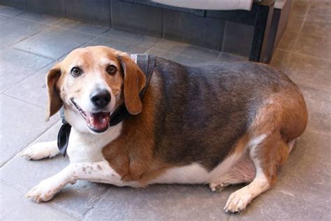 Kale Chips the Obese Beagle Sets Off on His Journey to Health - LIFE ...