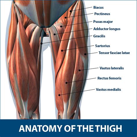 Muscle Strains in the Thigh | Florida Orthopaedic Institute