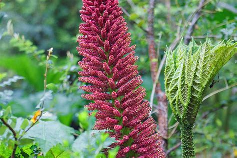 Giant Rhubarb - Invasive Species Control in Ireland