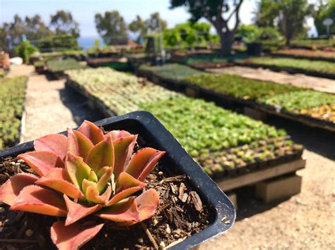 Today /r/ITAP of this beautiful succulent nursery overlooking the ocean ...