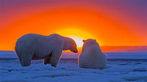 Serene Sunset: Polar Bears in HD Wallpaper