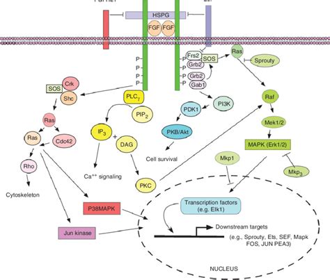 | Diagram of fibroblast growth factor (FGF) signaling. FGF signals via... | Download Scientific ...