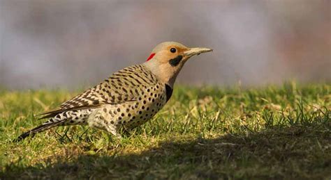 Photographing the Migrating Birds of Ontario - Bird Photography Life