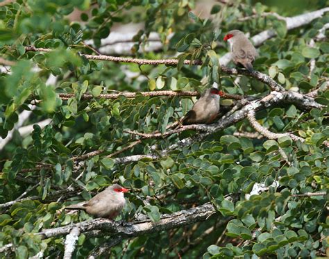 Pictures and information on Common Waxbill